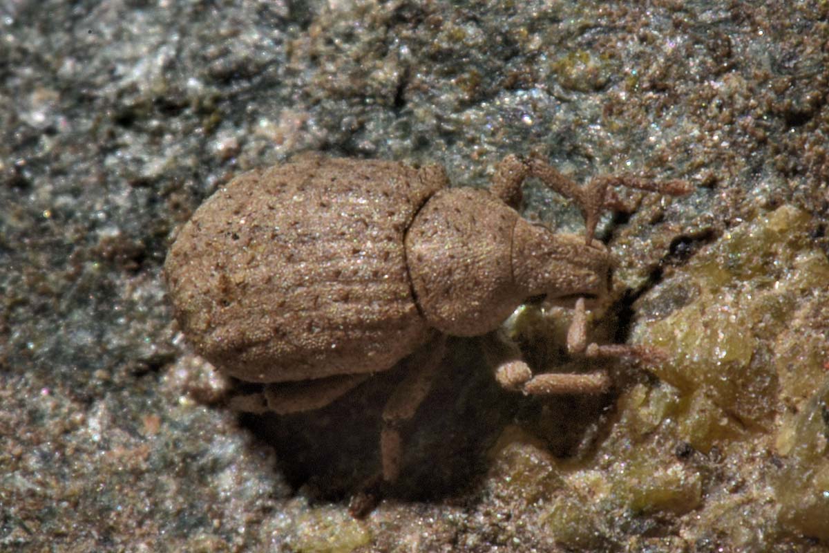 Curculionidae: Romualdius angustisetulus?   S !